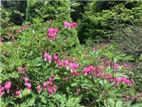 63ab7108-20170527 VV dicentra.jpg